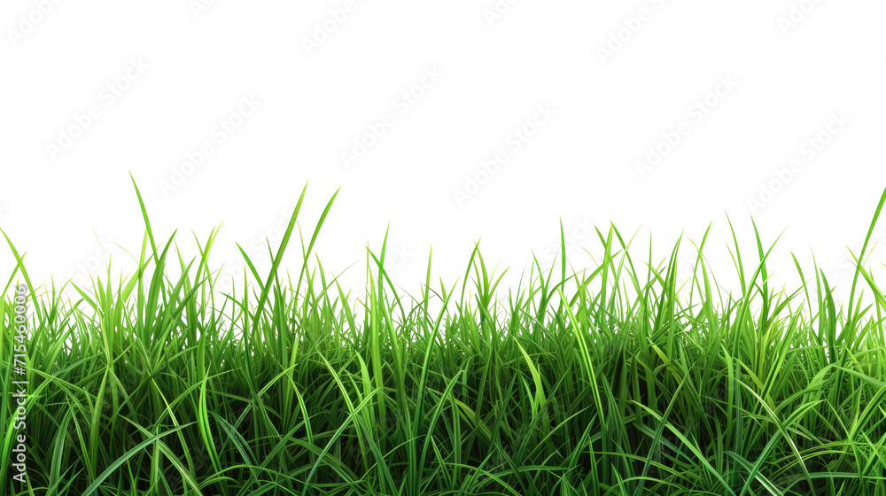 Green grass on transparent background. Spring or summer plant lawn Green grass on transparent background. Spring or summer plant lawn