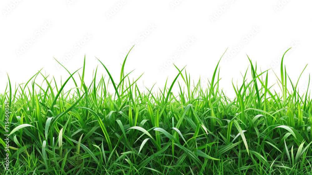 Obraz premium Green grass on transparent background. Spring or summer plant lawn