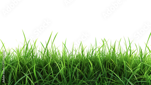 Green grass on transparent background.  Spring or summer plant lawn