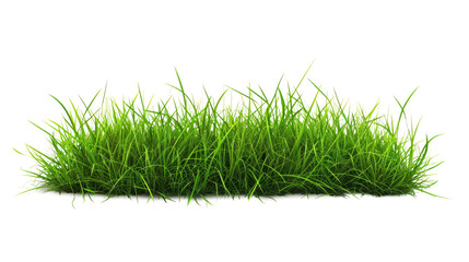 Green grass on transparent background.  Spring or summer plant lawn