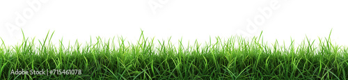 Green grass on transparent background.  Spring or summer plant lawn photo