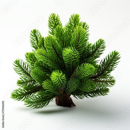 Green tree isolated on white photo