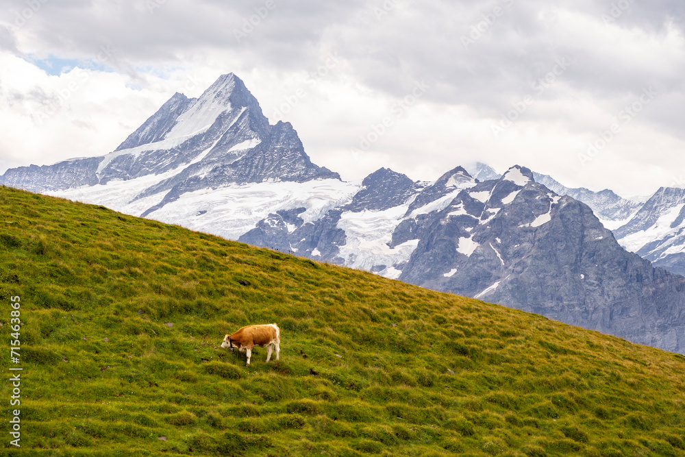 brown and white swiss cow with a cowbell grazing in an alpine pasture in the Swiss Alps