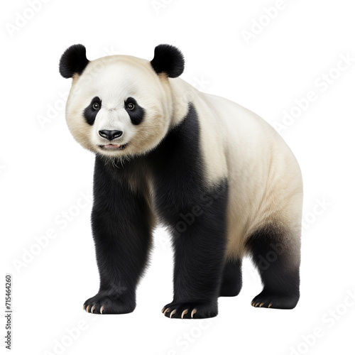Panda clip art © Graphic