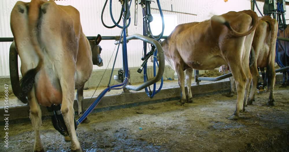Vidéo Stock Cow being milked by a milking machine view from behind with
