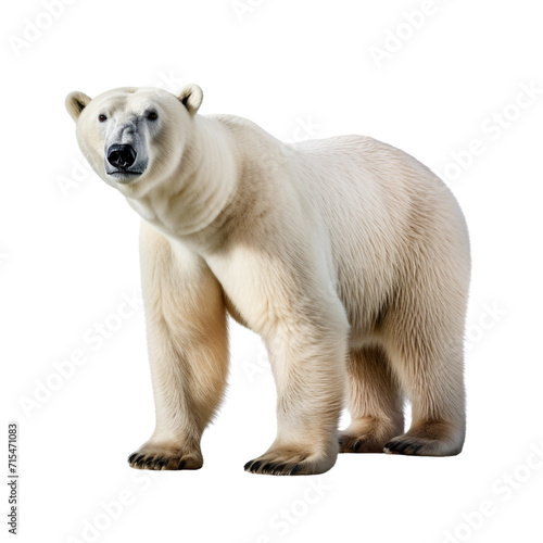 Polar bear clip art