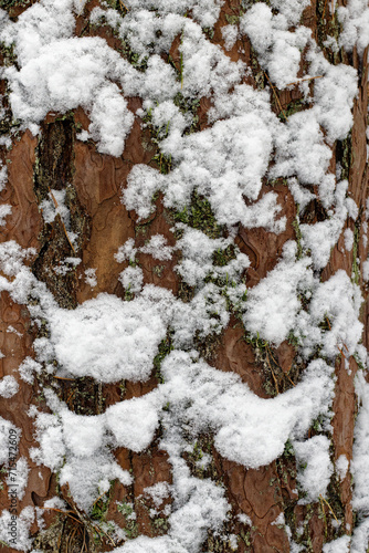 Snow covered pine tree © Aleksejs