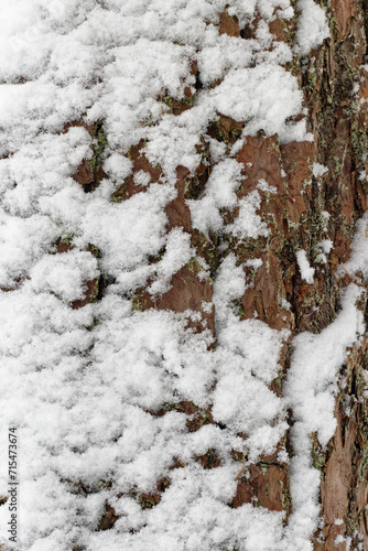 Snow covered fir tree © Aleksejs