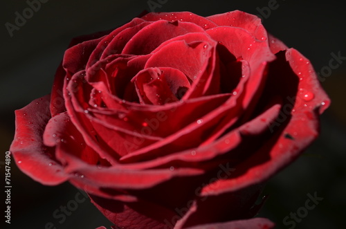 red rose closeup