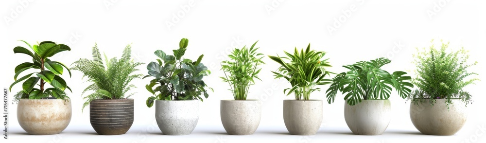 flower pot on a white background flower pot on a white background