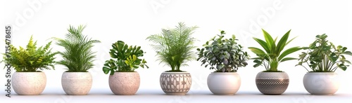 flower pot on a white background