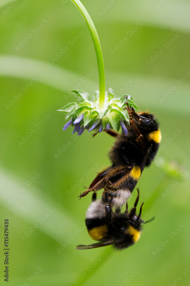Avejorros colgados de una flor Avejorros colgados de una flor