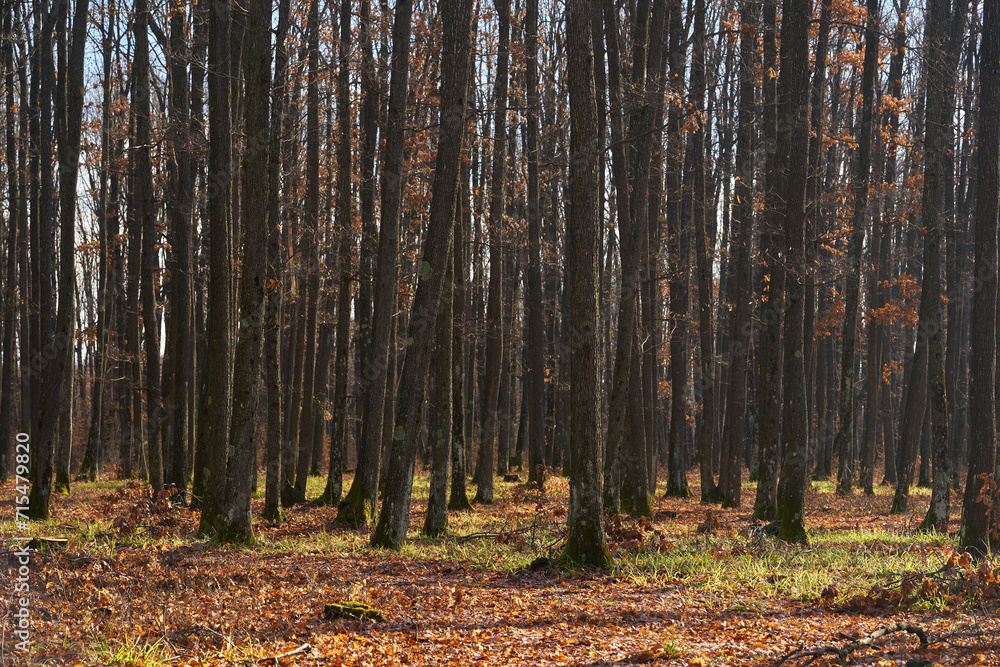Fototapeta premium Warm winter in the forest