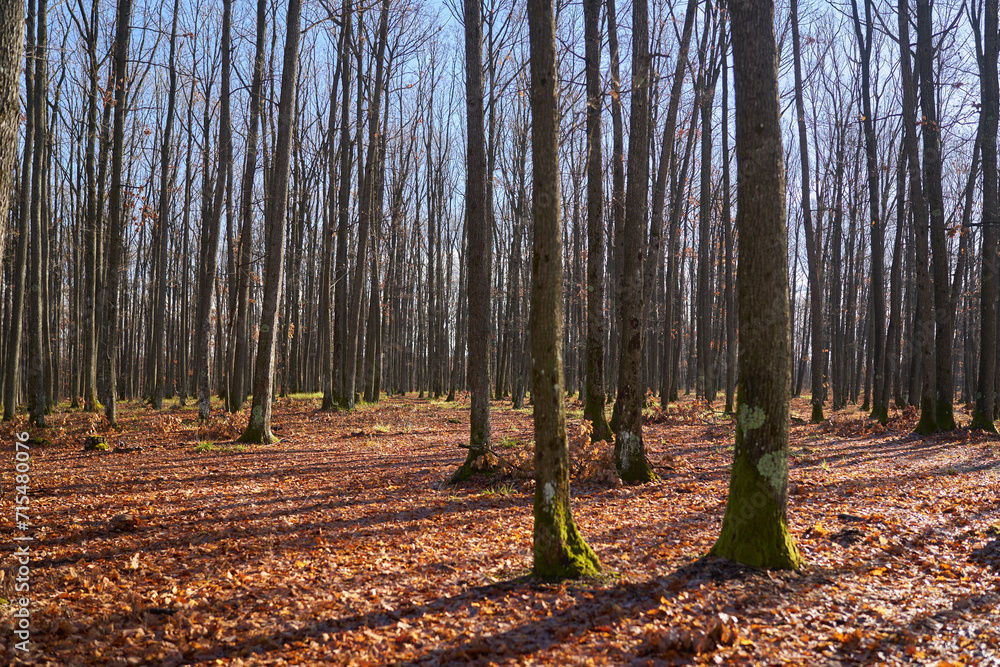 Warm winter in the forest