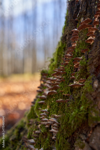Parasite mushroom on tree bark