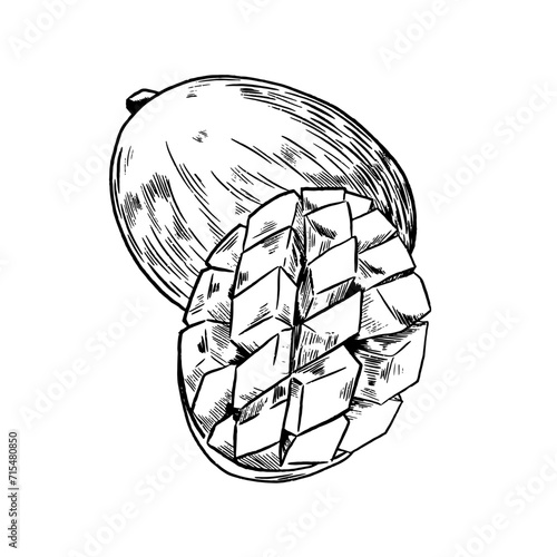 Illustration Vecteur Mangue