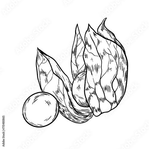 Illustration Vecteur Physalis