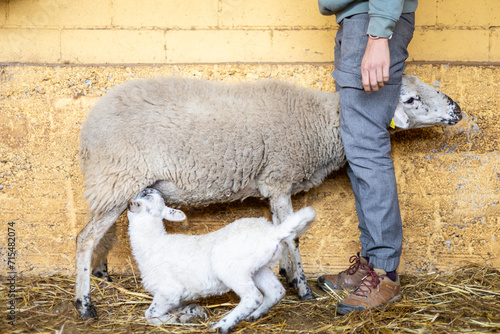 Fotografi Farmer with a baby lamb suckling from its sheep mother on a rural organic farm