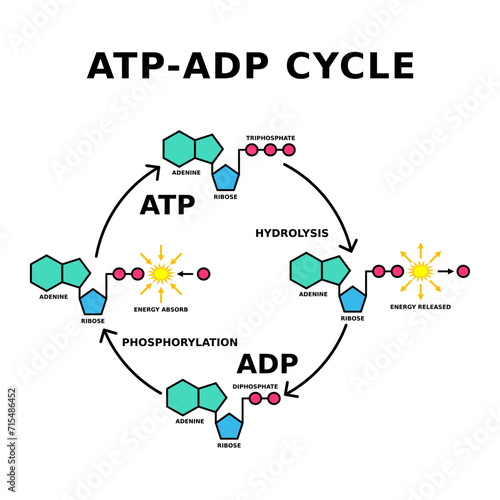 ATP ADP cycle. Phosphorylation. Adenosine triphosphate release energy and becomes adenosine diphosphate. ADP can be reversed back into ATP by adding a phosphate. Energy transfer. Vector illustration