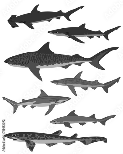 Collection of sharks  different types black  white and grey colors.  Vector illustration