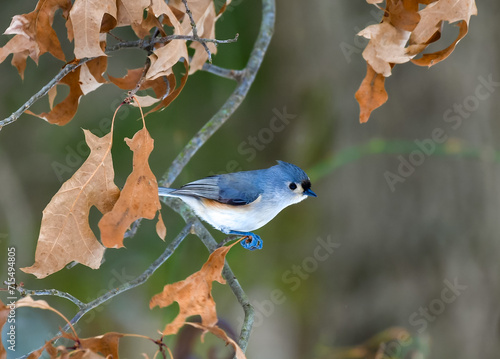 The tufted titmouse (Baeolophus bicolor), small songbird on a tree branch in winter photo