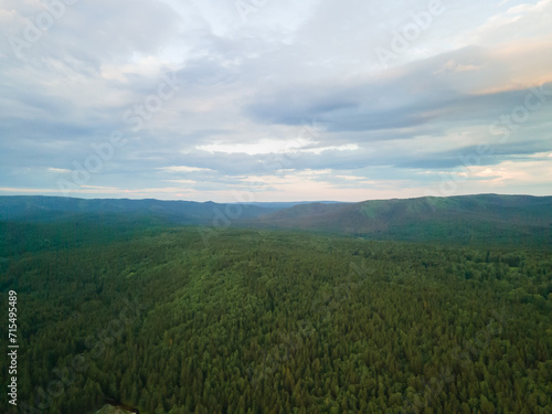 Coniferous green forest in the mountains in summer at sunset. Landscape, nature.