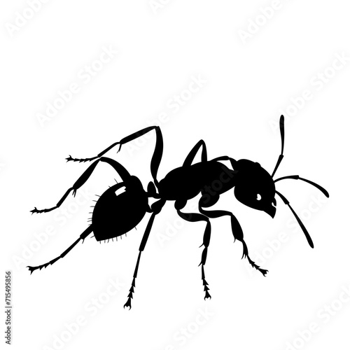 Silhouette ant full body black color only