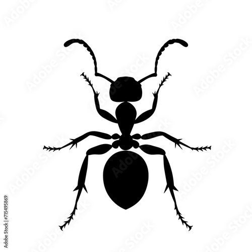 Silhouette ant full body black color only