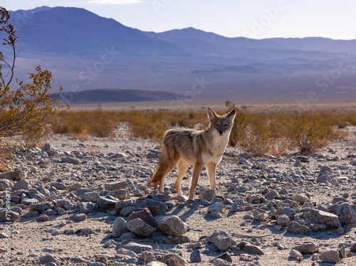 The coyote (Canis latrans), Death Valley National Park, California