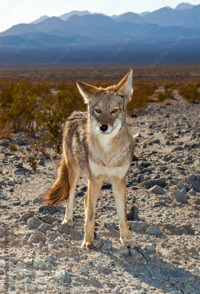 Fototapeta premium The coyote (Canis latrans), Death Valley National Park, California