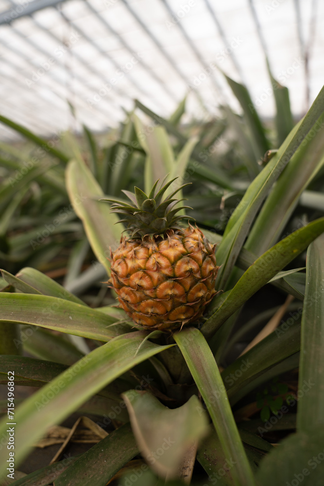 Vertical of a pineapple on a tree