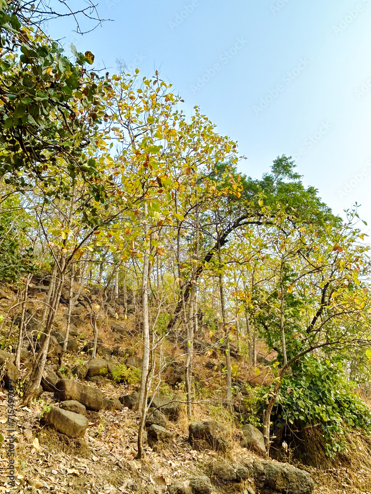 nature background photoshoot without filters