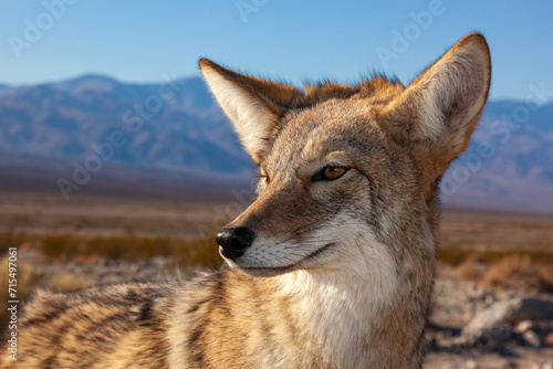 The coyote (Canis latrans), Death Valley National Park, California