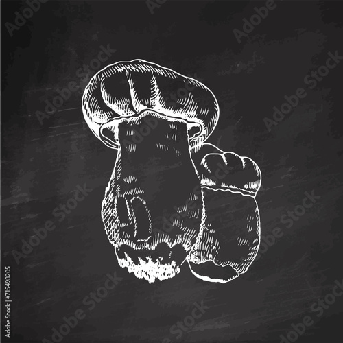 A hand-drawn sketch of mushrooms. White sketch isolated on black chalkboard. Vector vintage illustration. Drawing with an ink pen. Vintage sketch style on a white background.
