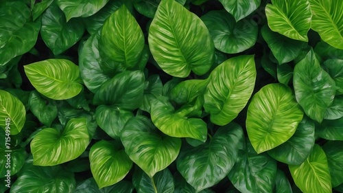 Top view beautiful arrangement of green foliage