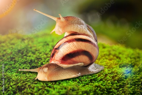 Snail crawling on moss green blurred background,