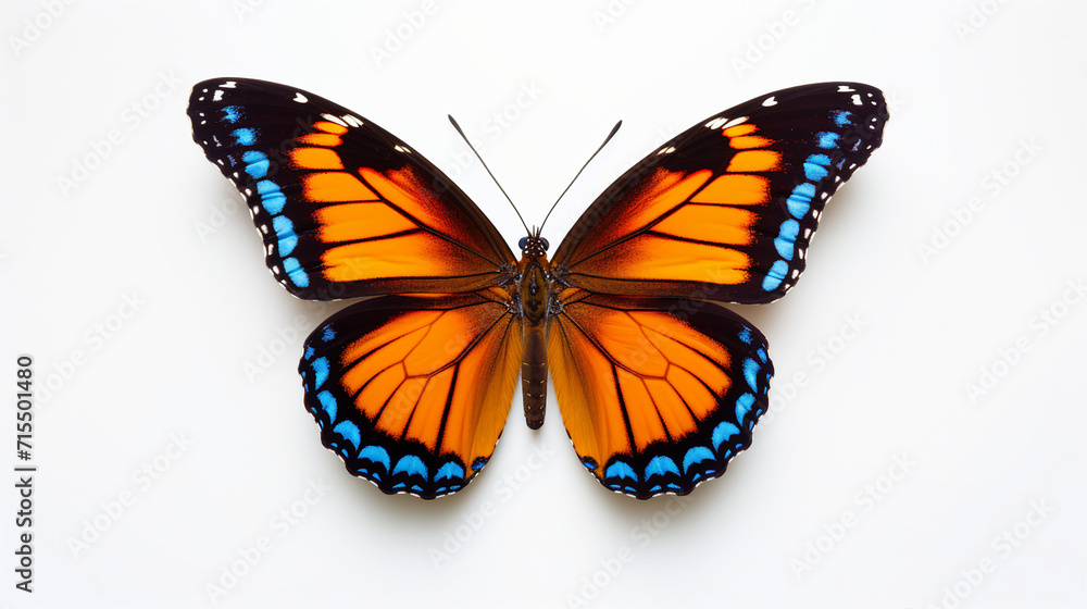 Fototapeta premium Graceful Swallowtail Butterfly, Standing on a Flower, Wings Spread, Isolated on Transparent Background - Beautiful Nature and Wildlife Close-Up Photography