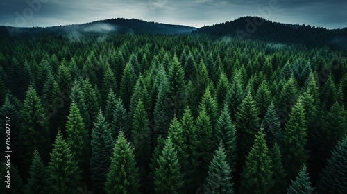 aerial view landscape of a misty dense coniferous forest with fir trees