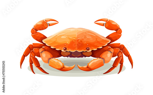 dungeness crab isolated vector style with transparent background illustration