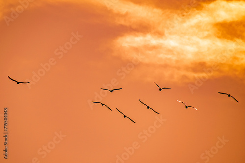 birds in the sky © Panagiotis
