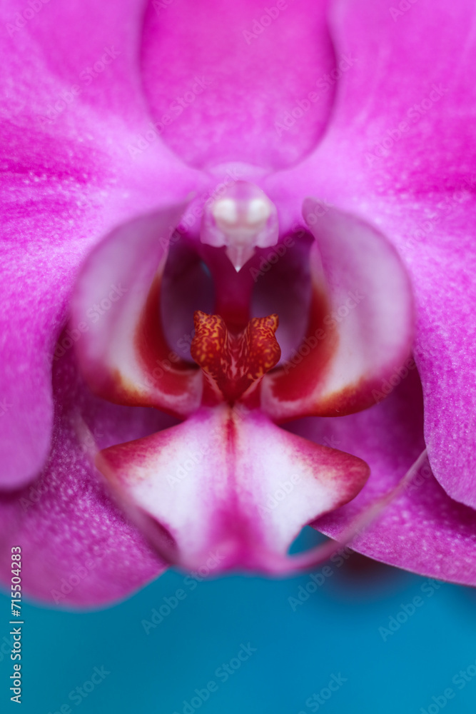 macro shot of a beautiful orchid flower macro shot of a beautiful orchid flower
