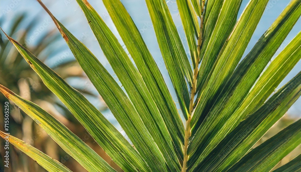 close up of textural green leaves of palm tree close up of textural green leaves of palm tree