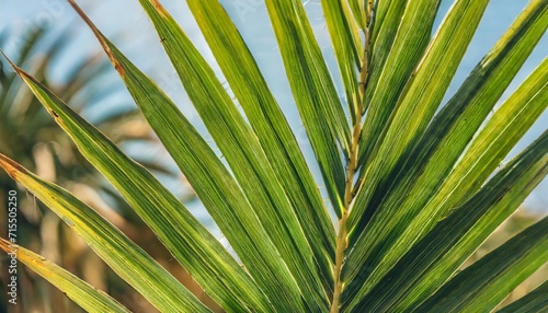 close up of textural green leaves of palm tree