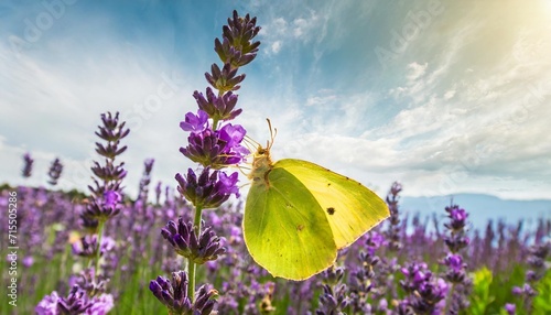 beautiful yellow gonepteryx rhamni or common brimstone butterfly on a purple lavender flower photo