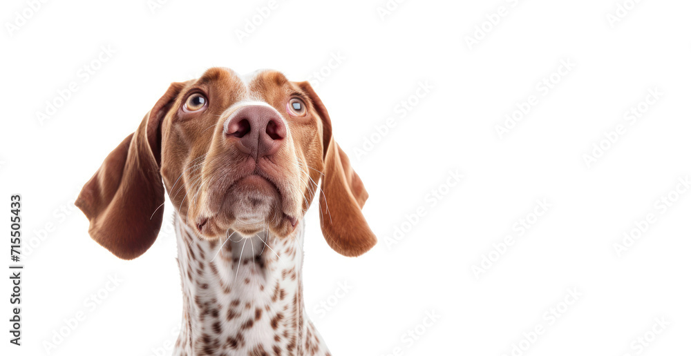 surprised white and red hunting dog with long ears on a white isolated background. banner for a pet store, with space for text. concept advertising, animals, dogs, love for animals, emotions