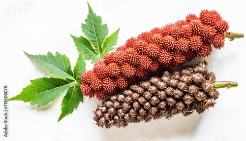 castor oil plant fruit ricinus communis isolated on white background floral pattern object flat lay top view photo