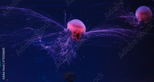 underwater photography of a beautiful lion's mane jellyfish cyanea capillata © Minakryn Ruslan 