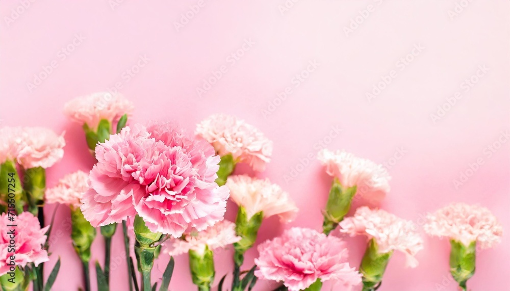 pink carnations on pink background banner with flowers in pastel colours pink carnations on pink background banner with flowers in pastel colours