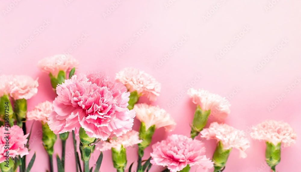 pink carnations on pink background banner with flowers in pastel colours