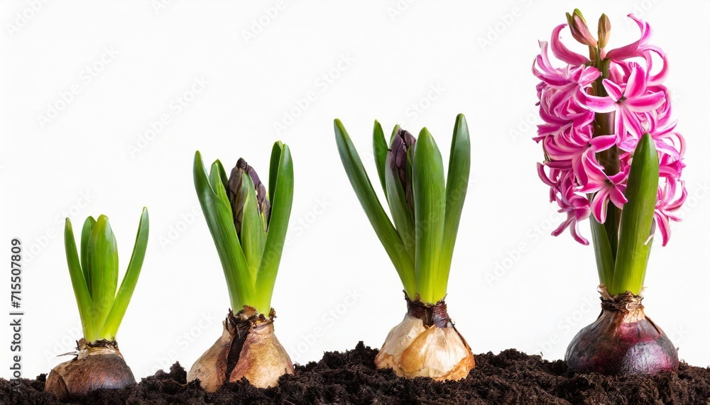 growth stages of a pink hyacinth from flower bulb to blooming flower isolated on white - obrazy, fototapety, plakaty 